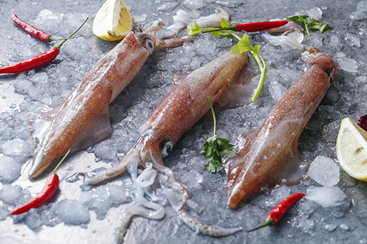 Squid